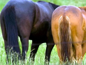 horses 39