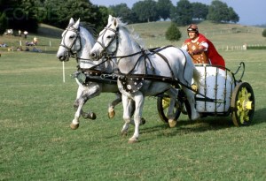 horses 44