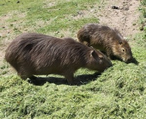 pan 15a rodents