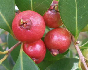 guava 7 hawaiian strawberry guava