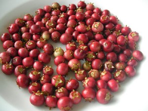 guava 8b