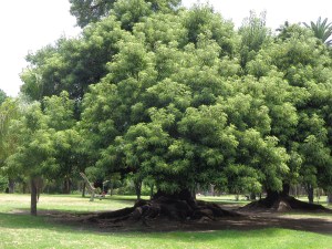ombu 12e evergreen