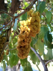 ombu 13a fruit-seed