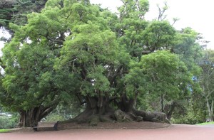 ombu 25 albert park aukland