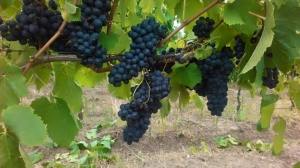 ombu 6 syrah