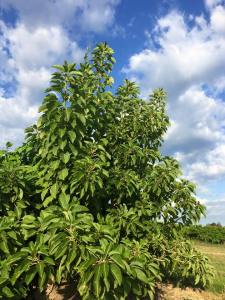 ombu 8 tree