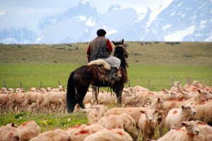 gaucho 14