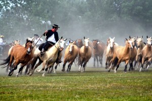gaucho 29