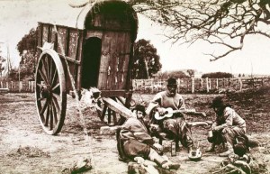 gaucho 35c