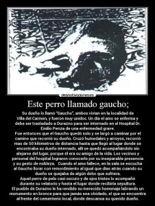 gaucho 42a