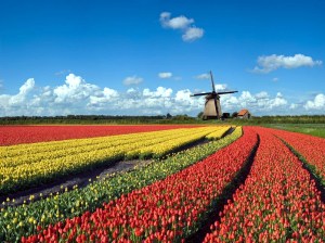 welt 2 niederlande tulpen