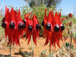 aust sturts desert pea 1