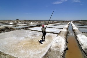 salt 11 marakkanam salt pans