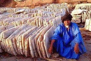 salt 26 merchant africa