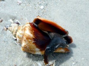 keywest-conch-1