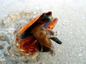 keywest-conch-1b