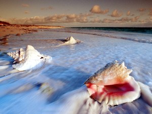 keywest-conch-2a