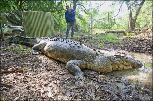 croc-australia