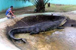 croc-phillipines