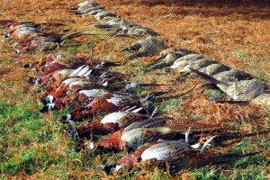 hunting-3-pheasant-tuscany