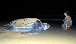 pohnpei-18-giant-sea-turtle
