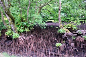 kosrae-3-mangroves