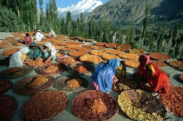 hunza-1-apricots
